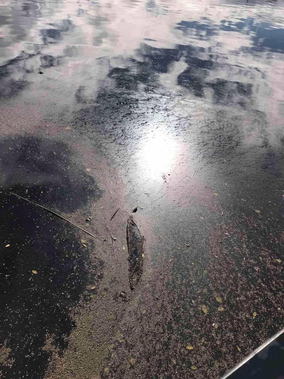 Фото: Типичный Киев