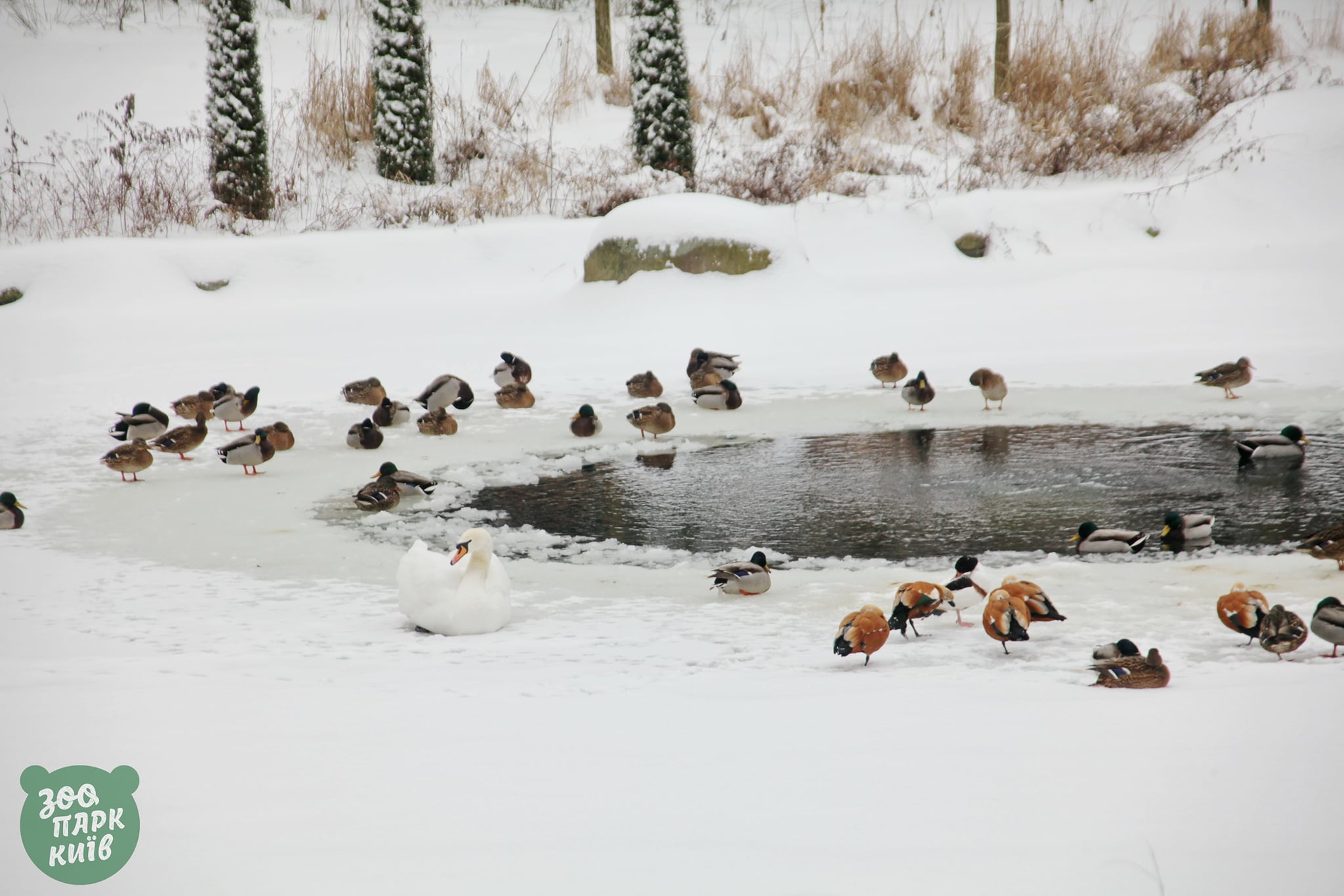 Зима в киевском зоопарке. Фото: Facebook Київський зоологічний парк загальнодержавного значення