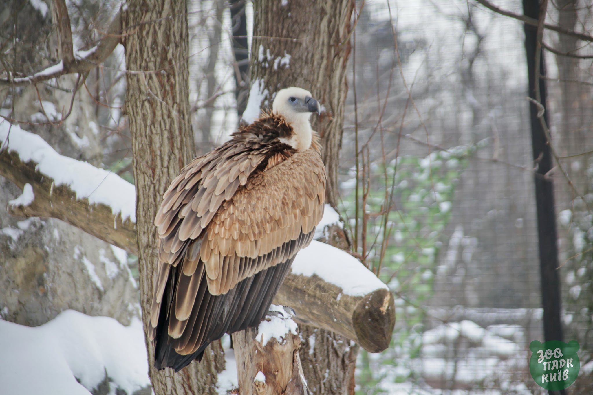 Зима в киевском зоопарке. Фото: Facebook Київський зоологічний парк загальнодержавного значення