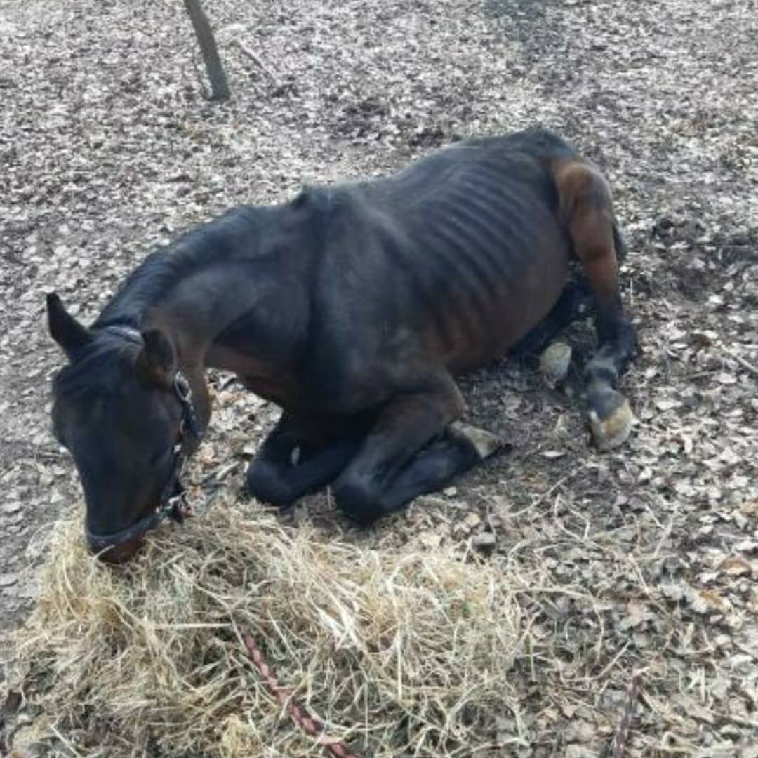 Конь в музее "Мамаева Слобода". Фото: Facebook Наталии Марченко