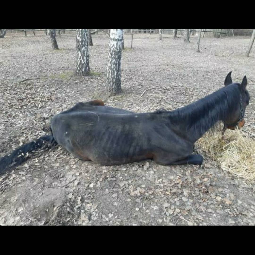 Конь в музее "Мамаева Слобода". Фото: Facebook Наталии Марченко