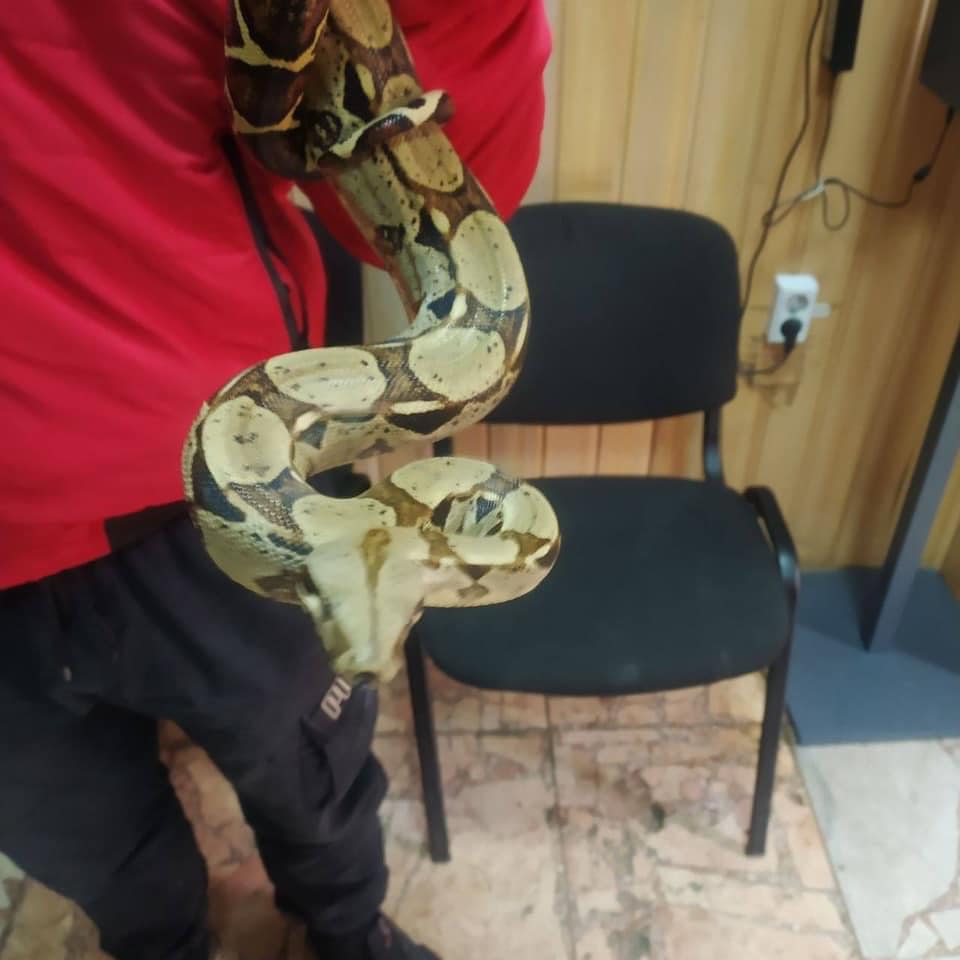 Мужчина со змеями. Фото: Патрульная полиция Киева