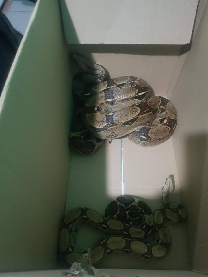 Змеи. Фото: Патрульная полиция Киева