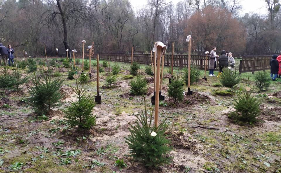 Звездный лес. Фото: "Вечерний Киев".