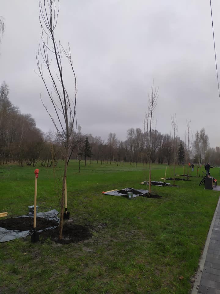 Звездный лес. Фото: "Киевзеленстрой"