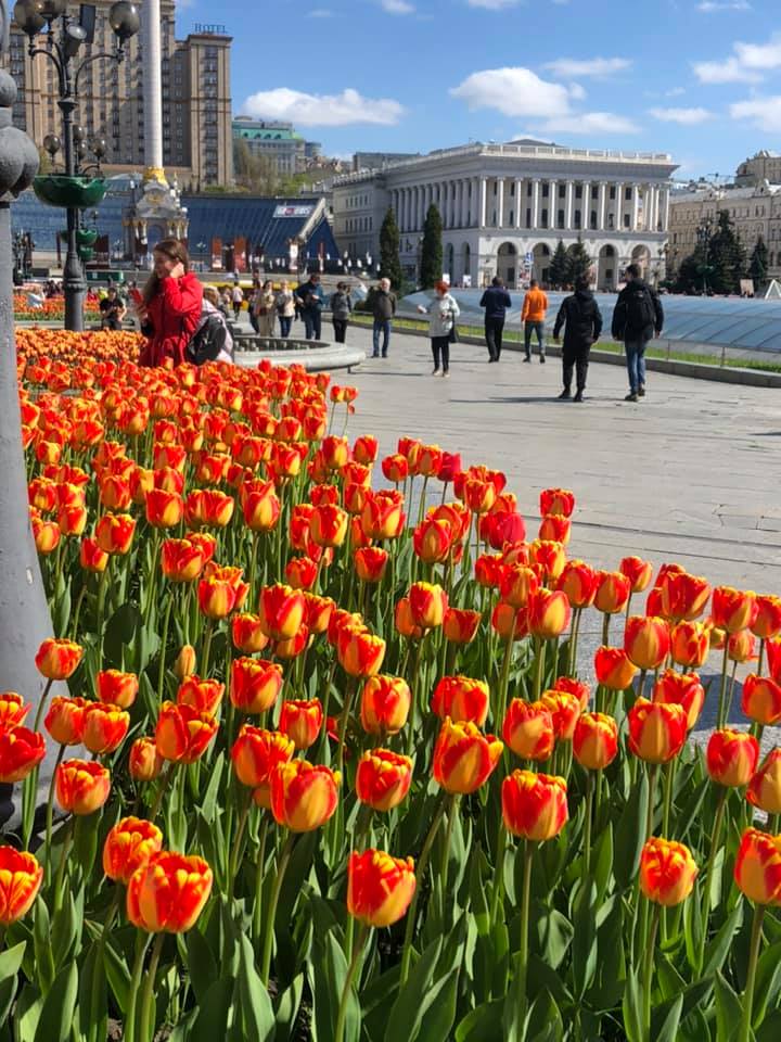 Тюльпаны в центре Киева. Фото: Facebook Алексея Короля 