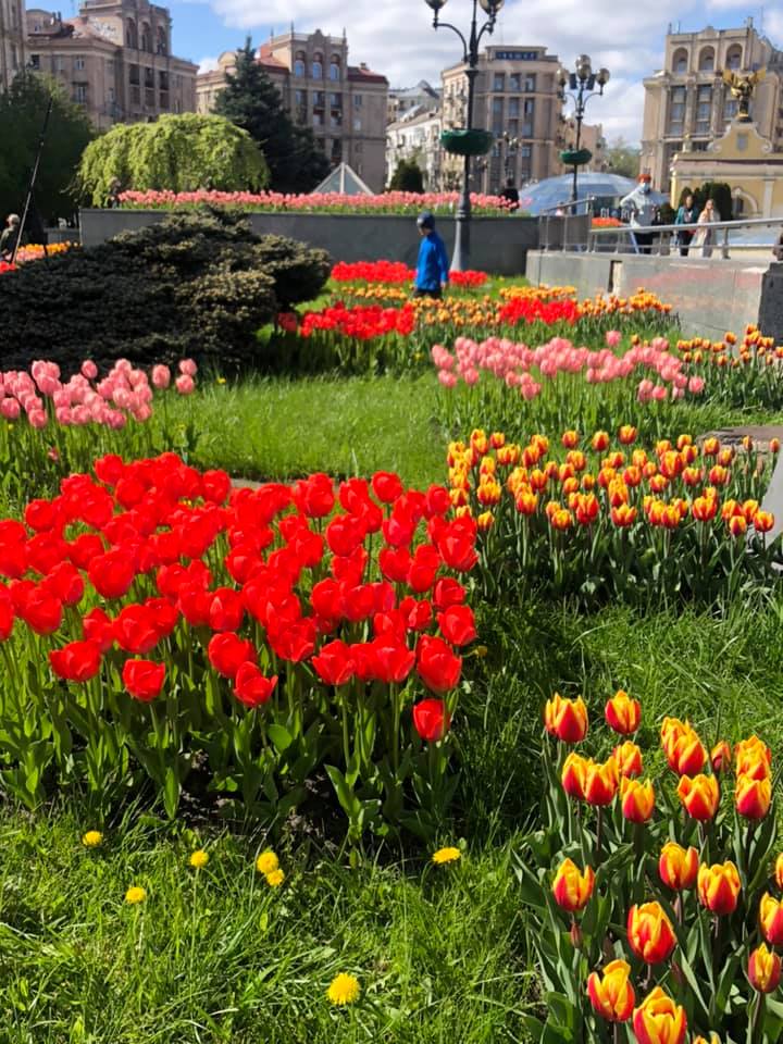 Тюльпаны в центре Киева. Фото: Facebook Алексея Короля 