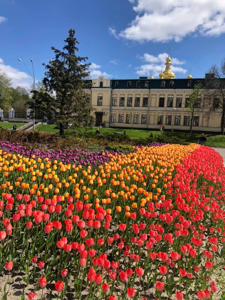 Тюльпаны в центре Киева. Фото: Facebook Алексея Короля 
