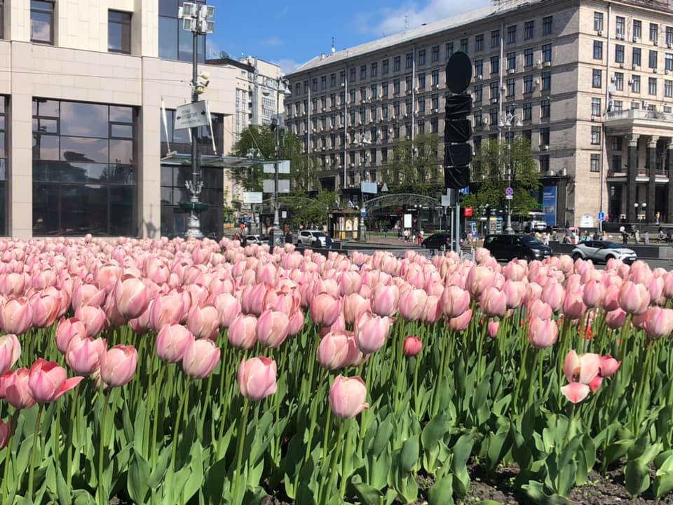 Тюльпаны в центре Киева. Фото: Facebook Алексея Короля 