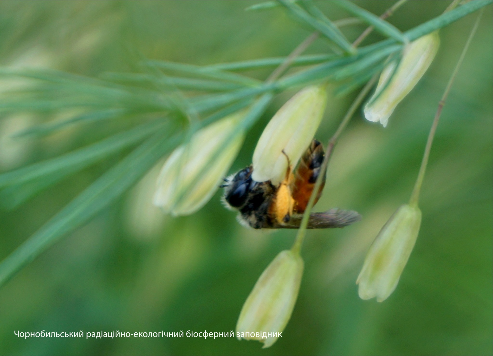 Дикие пчелы из семейства Андрениды  Фото: Анна Гончар и Станислав Гуменюк.