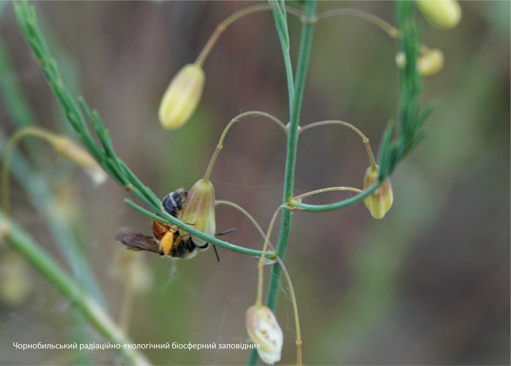 Дикие пчелы из семейства Андрениды Фото: Анна Гончар и Станислав Гуменюк.