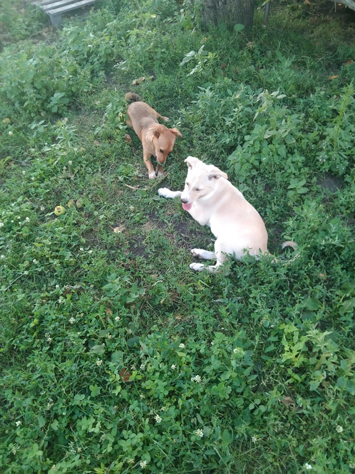 История о щенке Баффике. Фото Ирины Сывенко