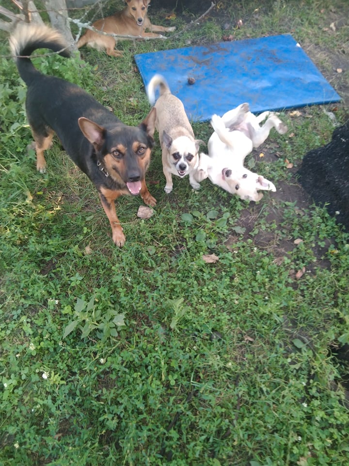 История о щенке Баффике. Фото Ирины Сывенко