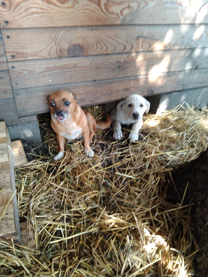 История о щенке Баффике. Фото Ирины Сывенко