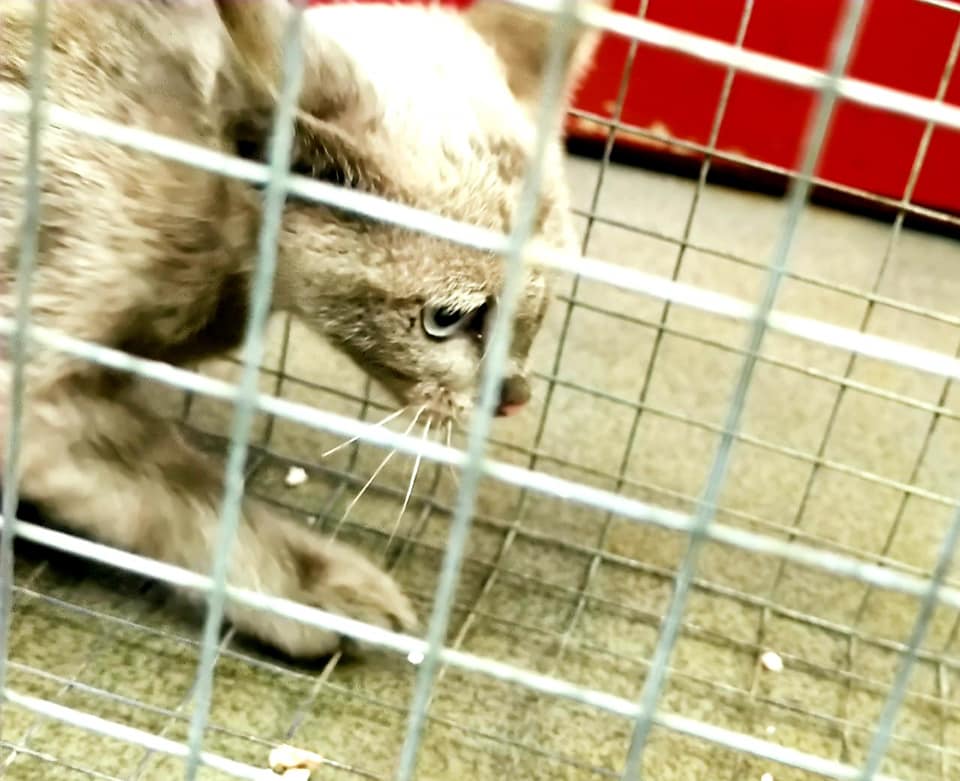 В метро нашли кошку, которая потерялась три дня назад. Фото: Facebook Натальи Макогон