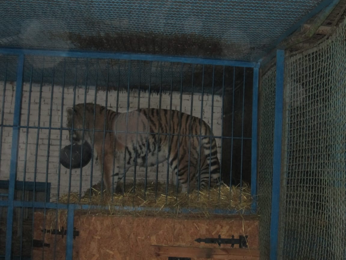 Клетка тигра в Черниговской области. Фото: Полиция Черниговской области