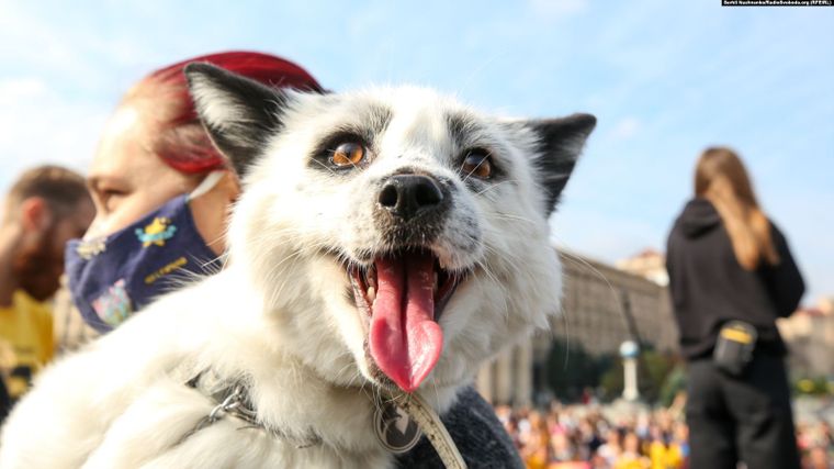 "Твоя шуба кричала перед смертью": в Киеве прошла акция в защиту животных фото 2 1