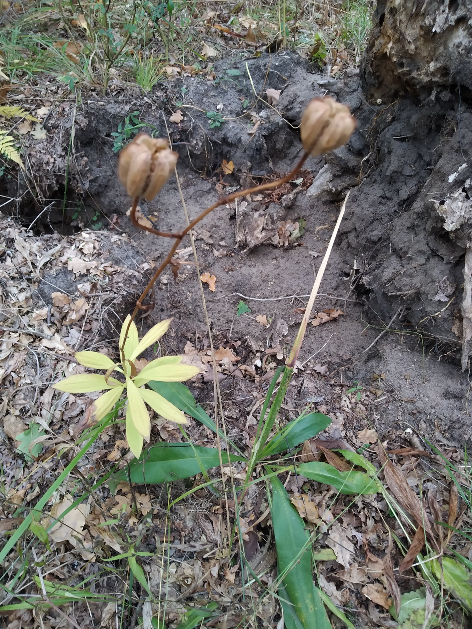 Дубрава с краснокнижными растениями. Фото: КЭКЦ