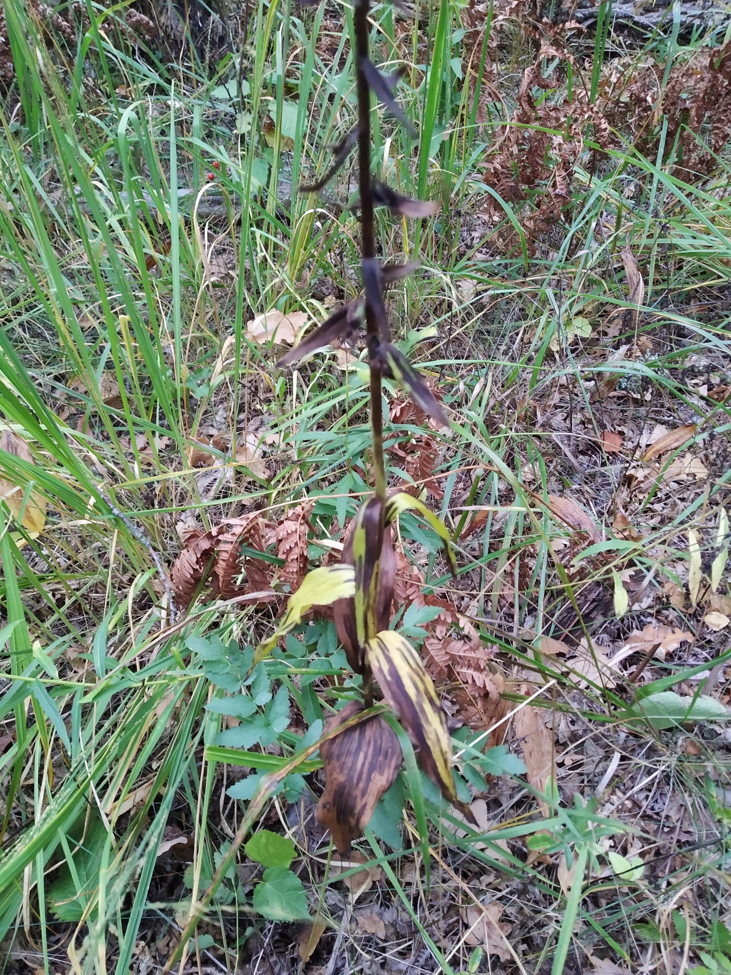 Дубрава с краснокнижными растениями. Фото: КЭКЦ