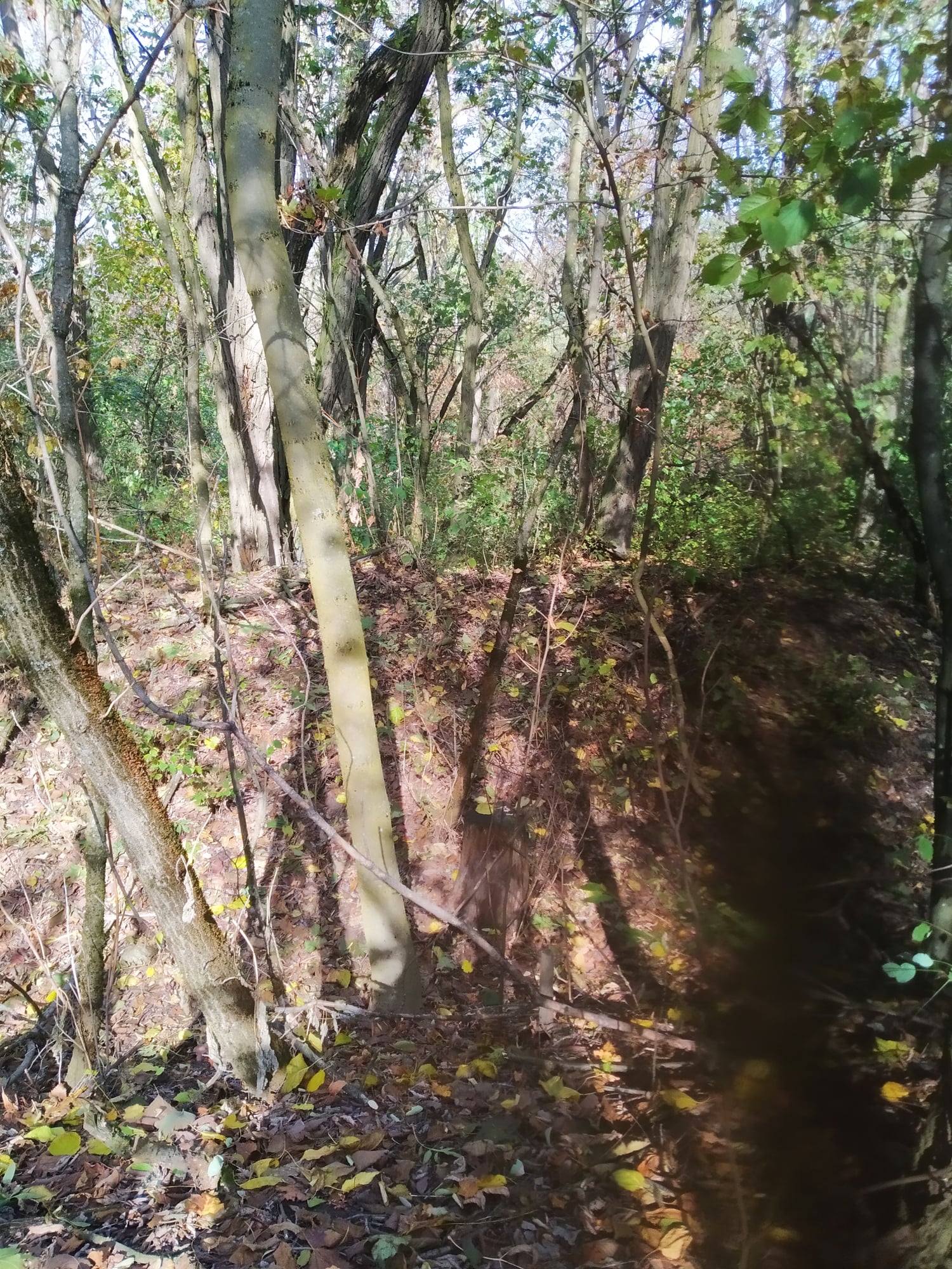 Дубрава с краснокнижными растениями. Фото: КЭКЦ