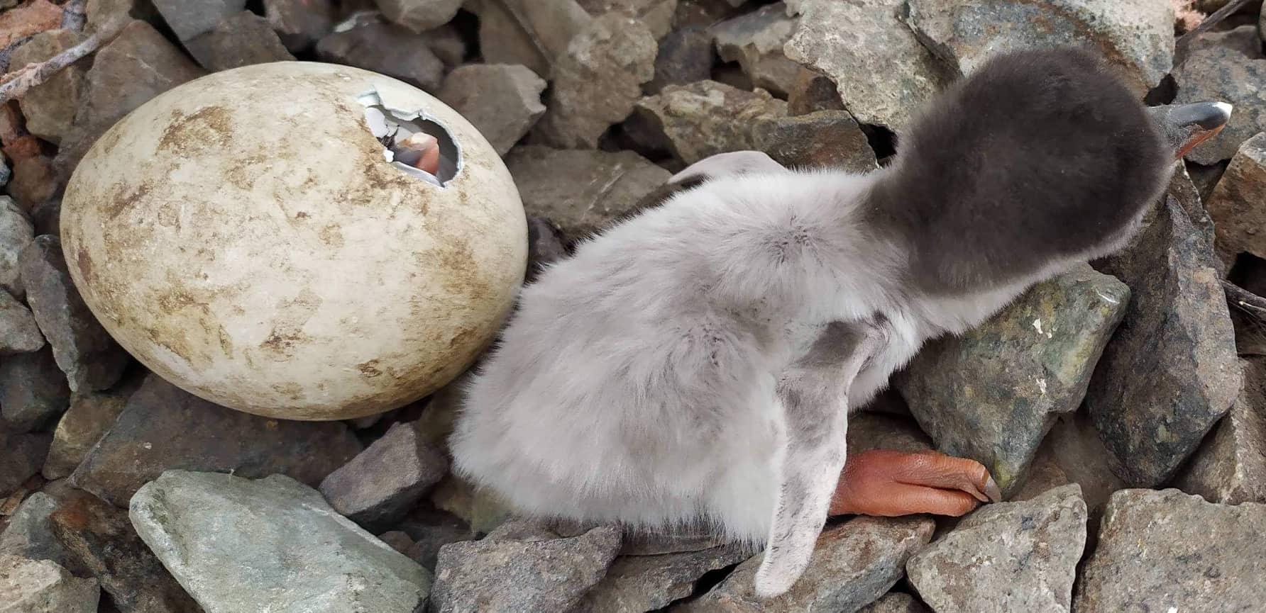 Пингвинята в Антарктиде. Фото: Национальный антарктический научный центр