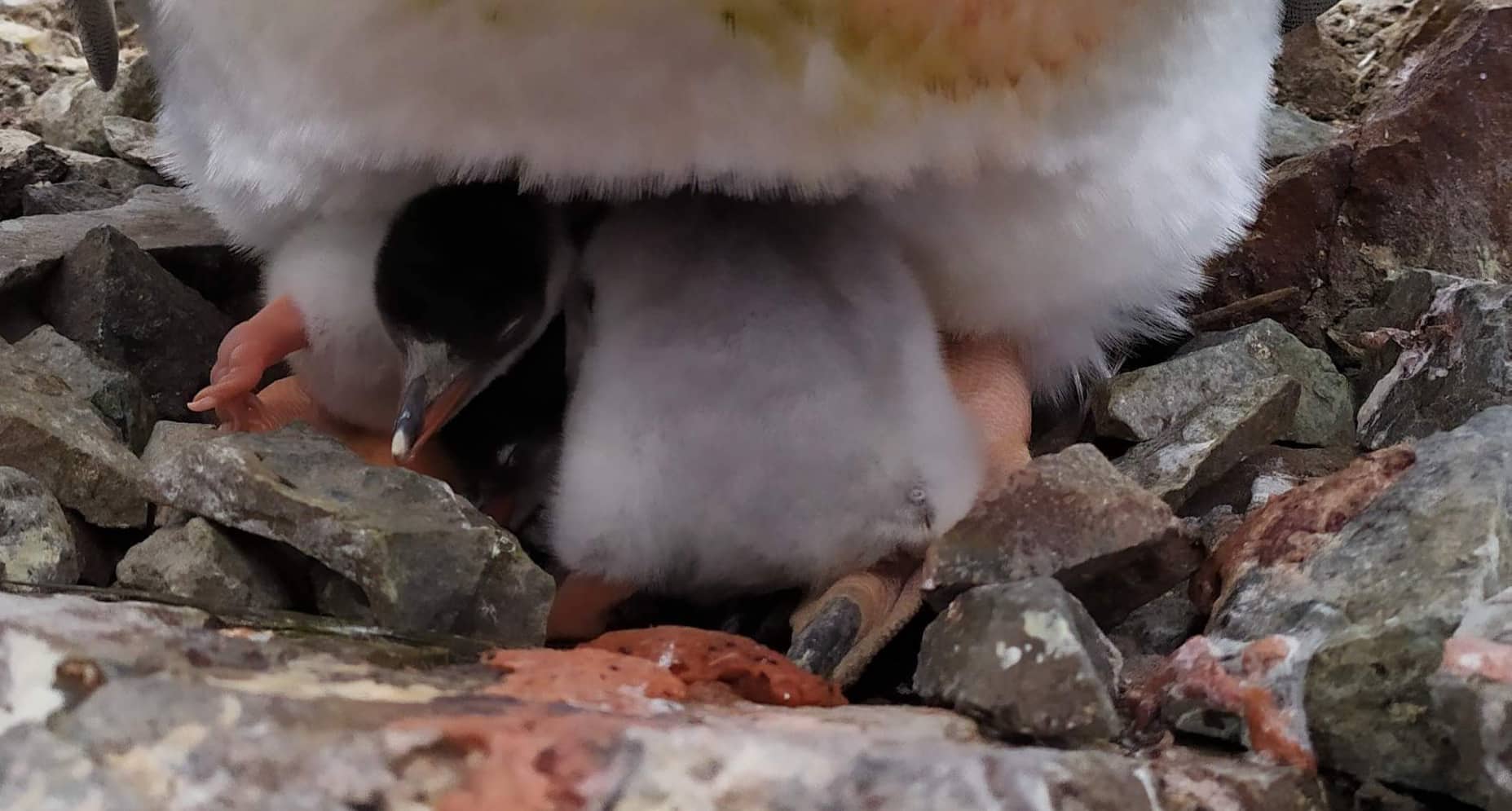 Пингвинята в Антарктиде. Фото: Национальный антарктический научный центр