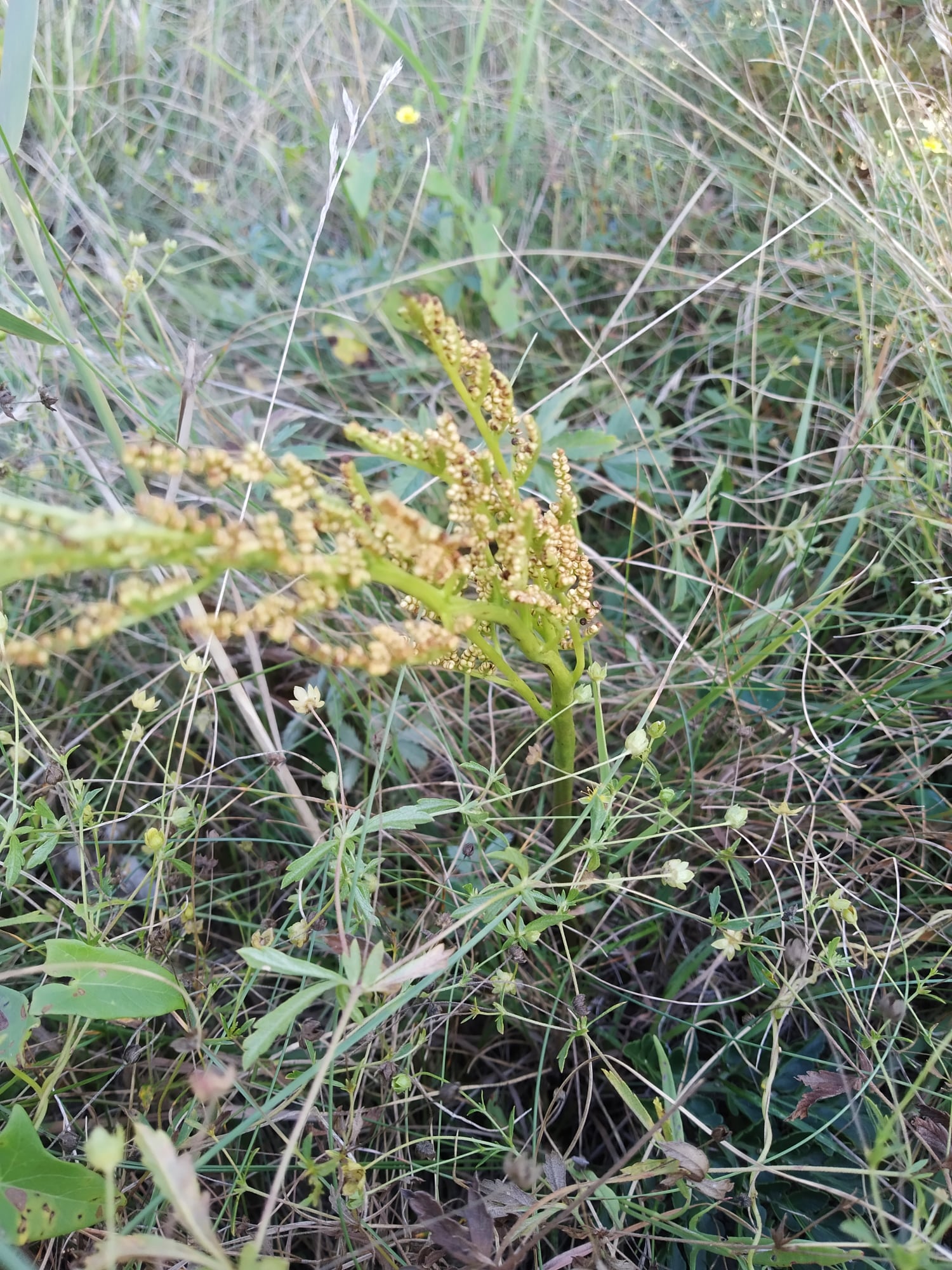 Под Киевом растут цветы из Красной книги: экологи о них позаботятся фото 1