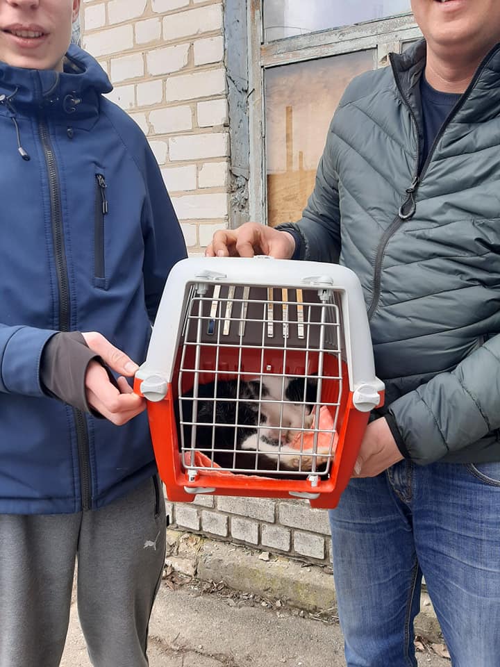 На Обуховщине волонтеры бесплатно стерилизуют домашних животных - Фото: Виктория Нижник