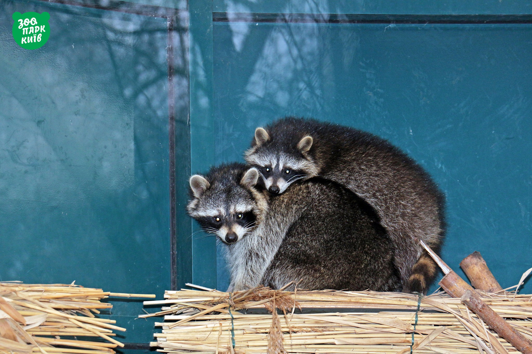 Фото: Киевский зоопарк