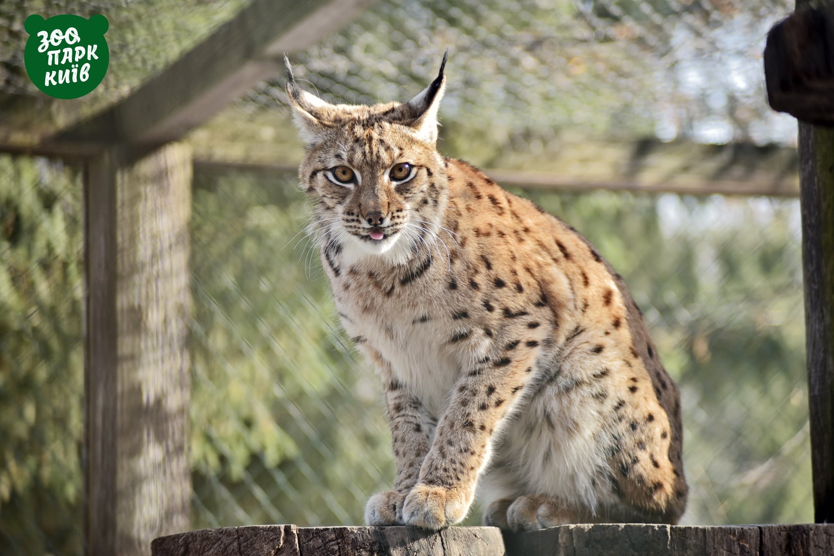 Фото: Киевский зоопарк