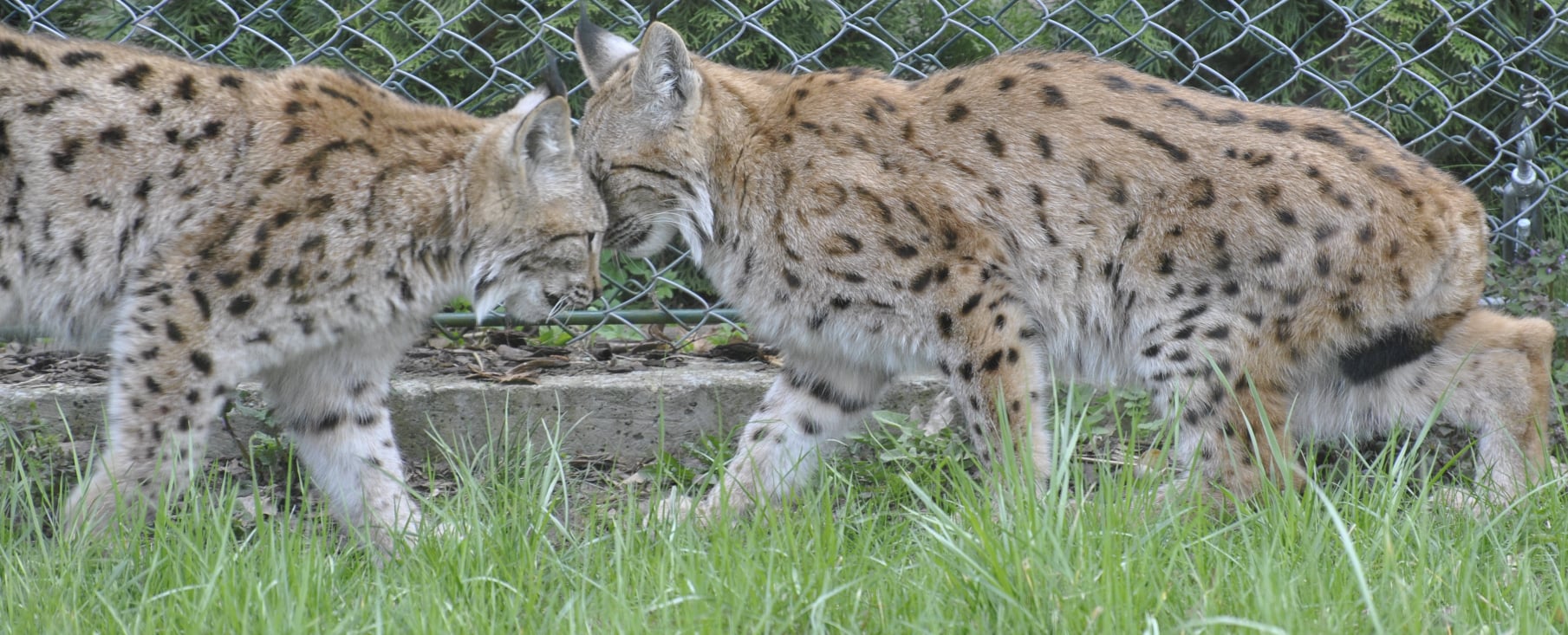 Фото: Ogr&oacute;d Zoobotaniczny w Toruniu