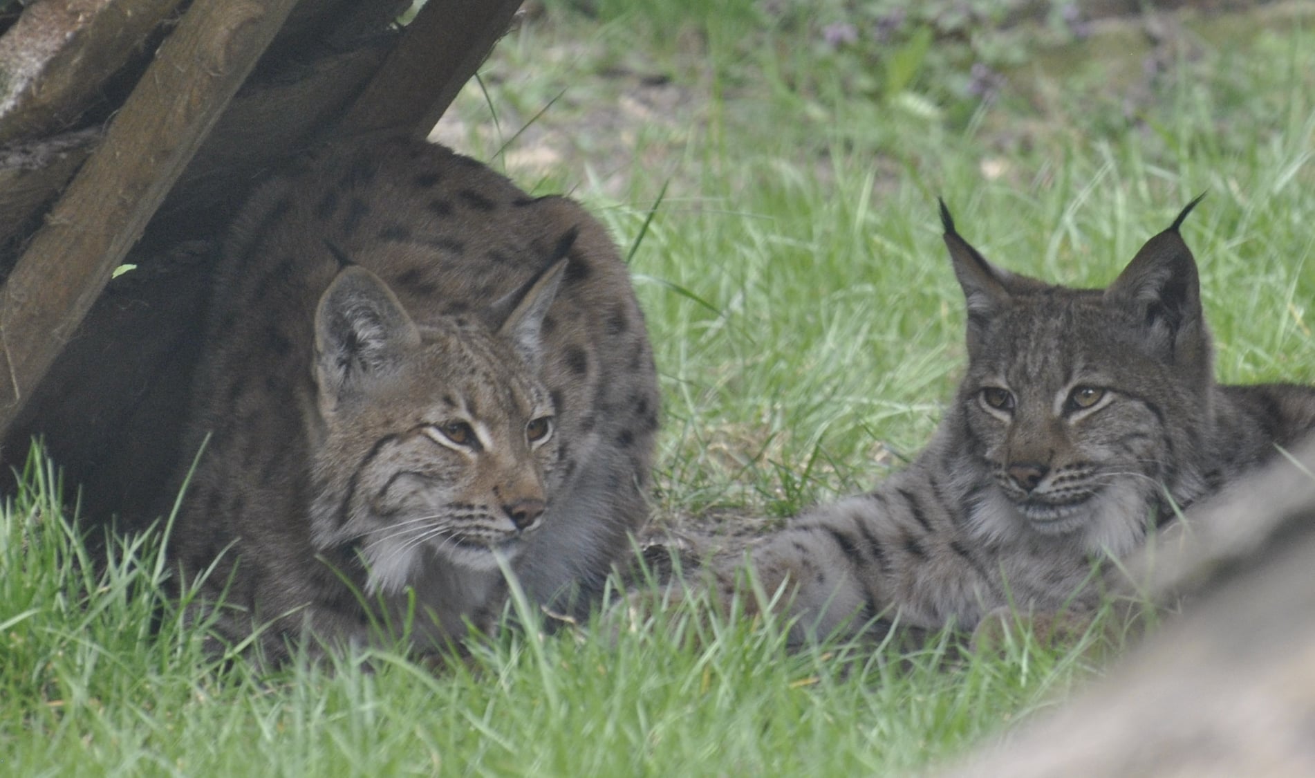 Фото: Ogr&oacute;d Zoobotaniczny w Toruniu