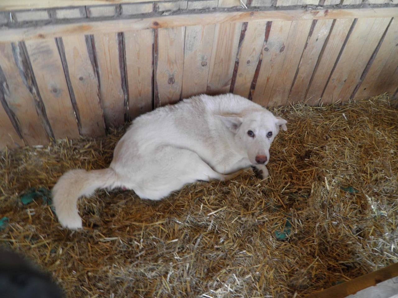 Собаки страдали, за ними не ухаживали. Фото: Центр защиты животных