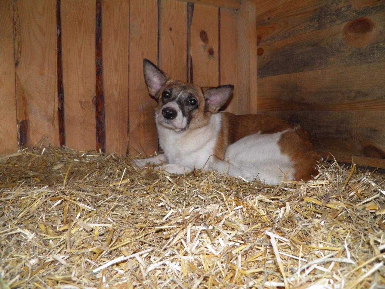 Надеемся, псы обретут более достойных владельцев. Фото: Центр защиты животных