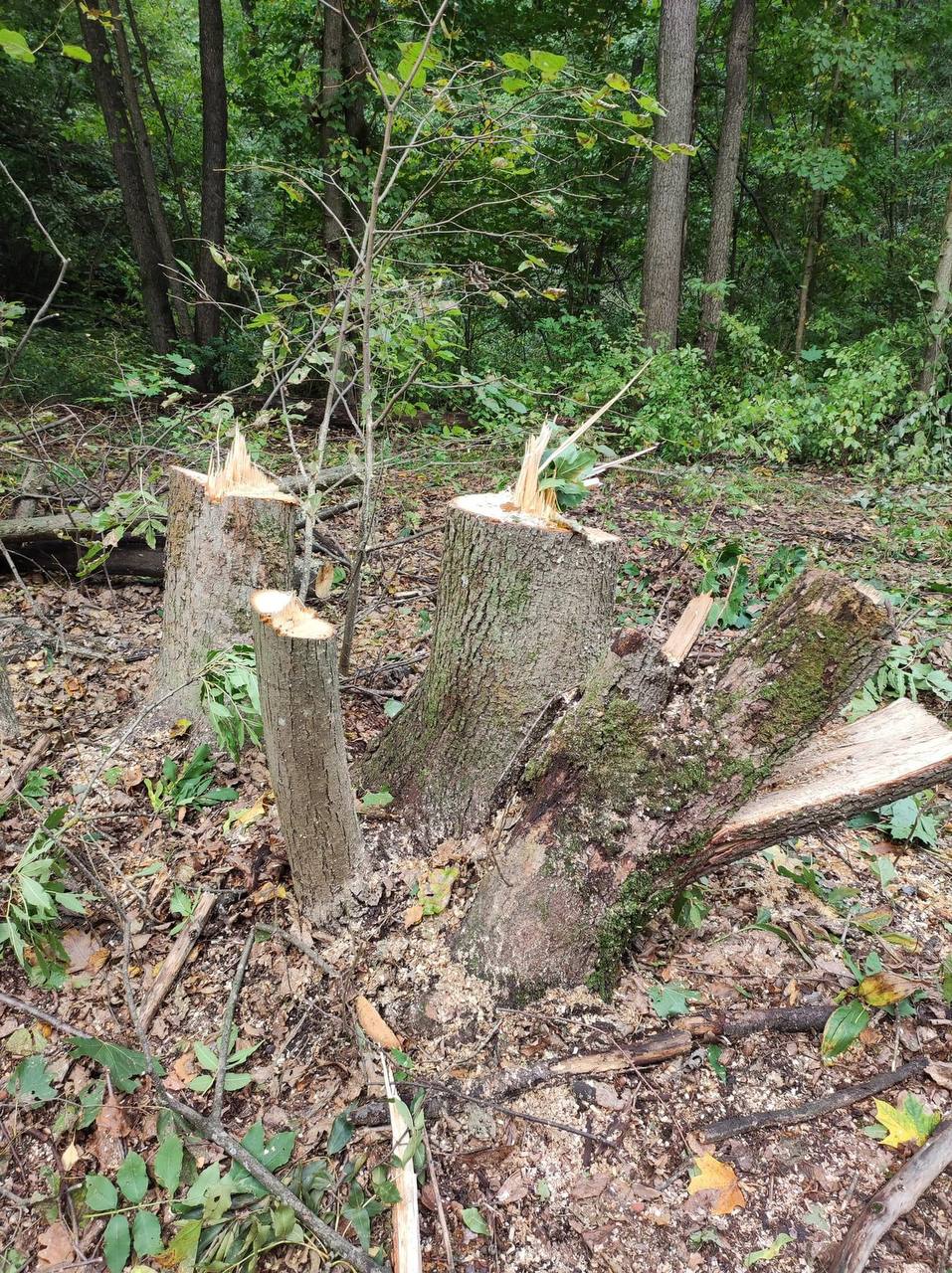 Під Києвом вирубують унікальний ліс під забудову.