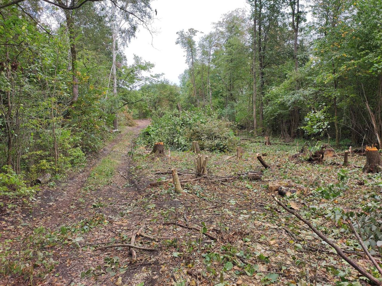 Під Києвом вирубують унікальний ліс під забудову.
