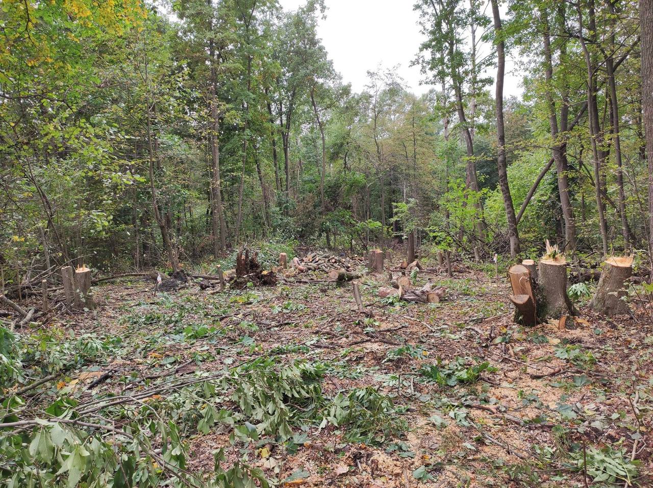 Під Києвом вирубують унікальний ліс під забудову.