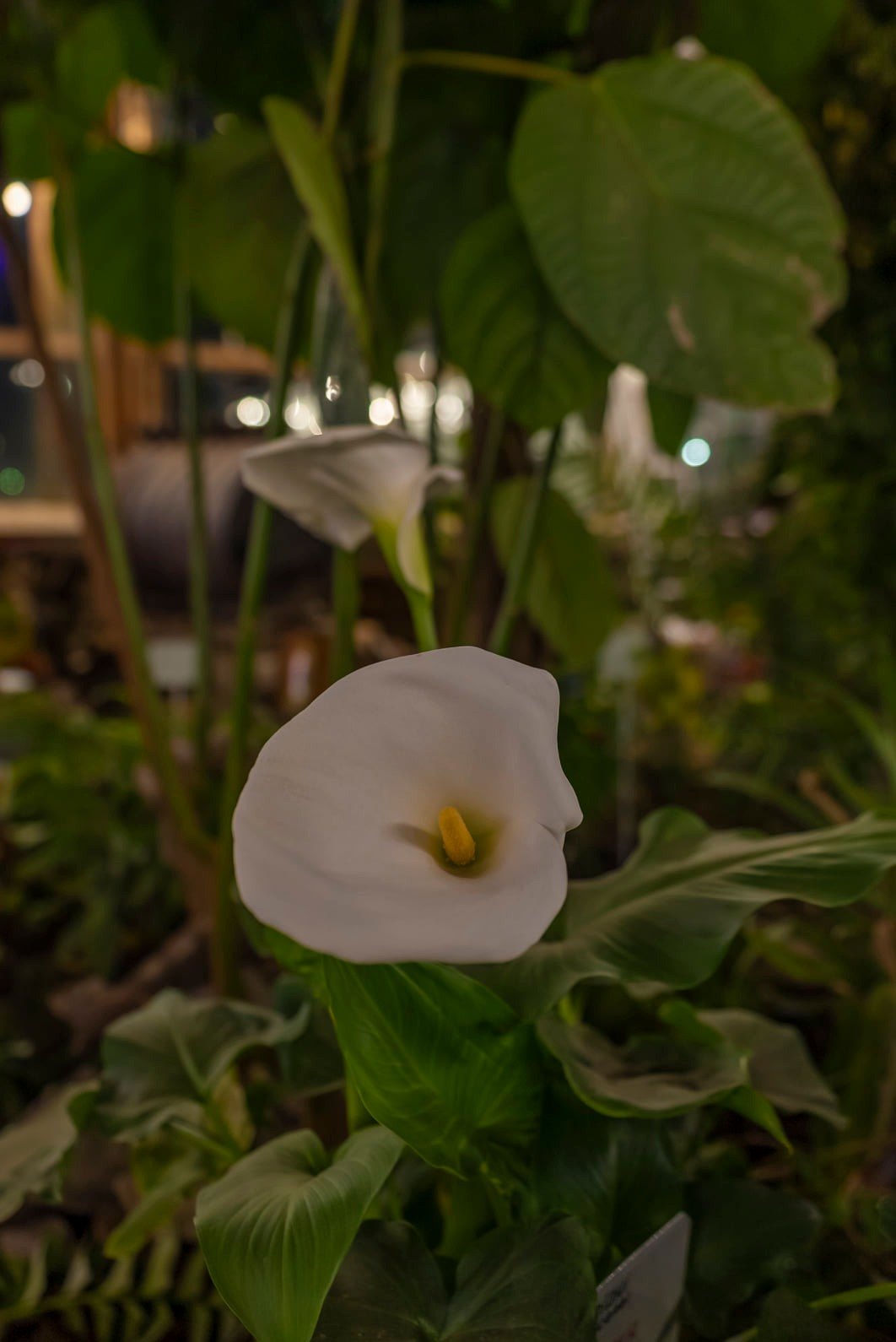 На ВДНГ відкриється оранжерея.