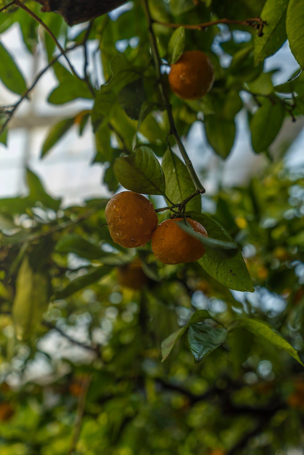 На ВДНГ відкриється оранжерея.