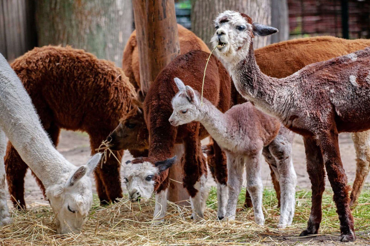 У столичному зоопарку народилася маленька альпака.
