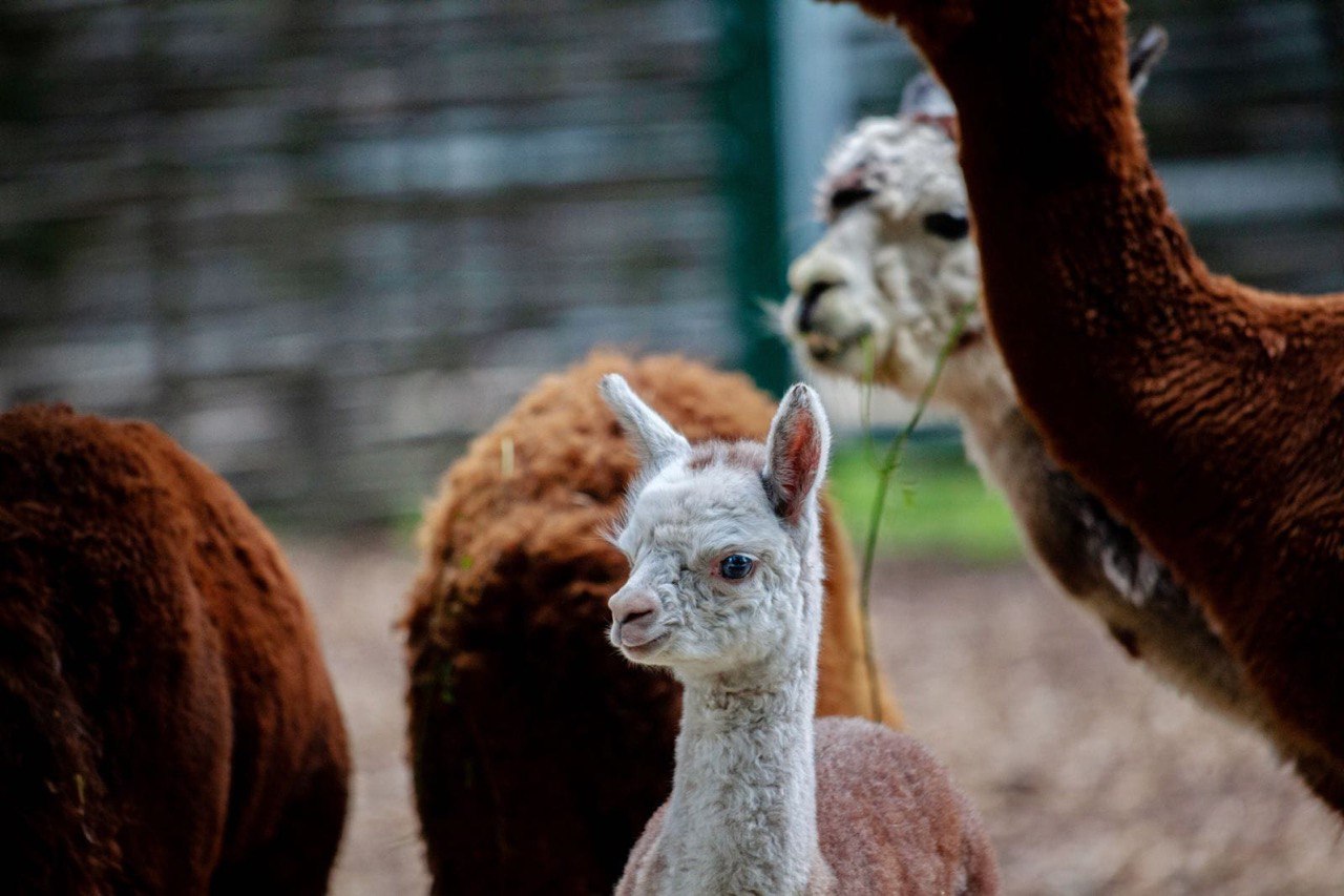 У столичному зоопарку народилася маленька альпака.