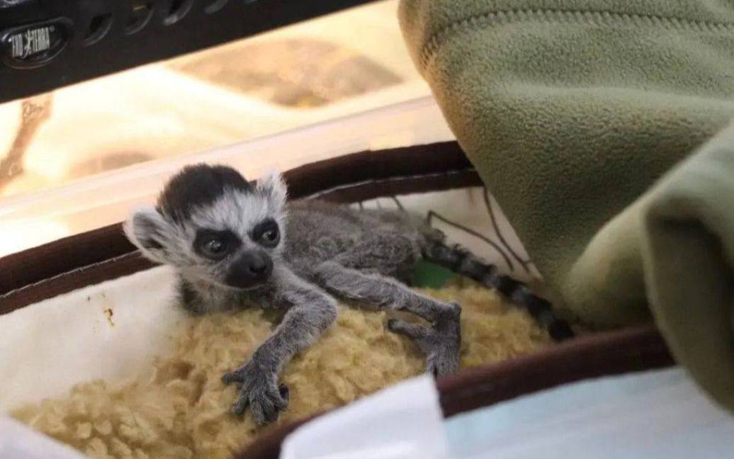 В Киевском зоопарке родился лемур Байрактар; видео животные.