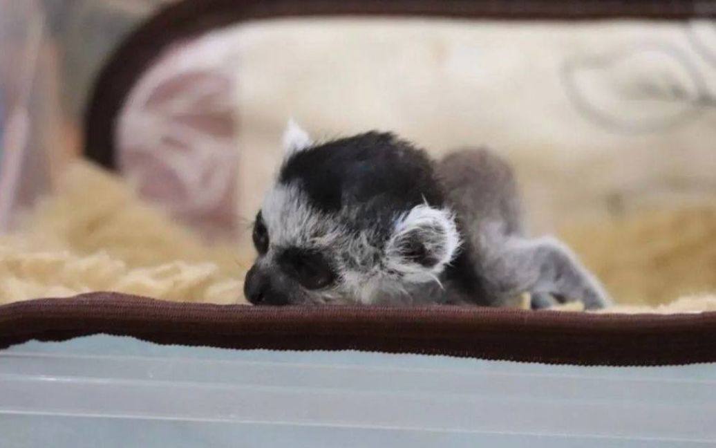 В Киевском зоопарке родился лемур Байрактар; видео животные.