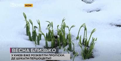 Первые подснежники.