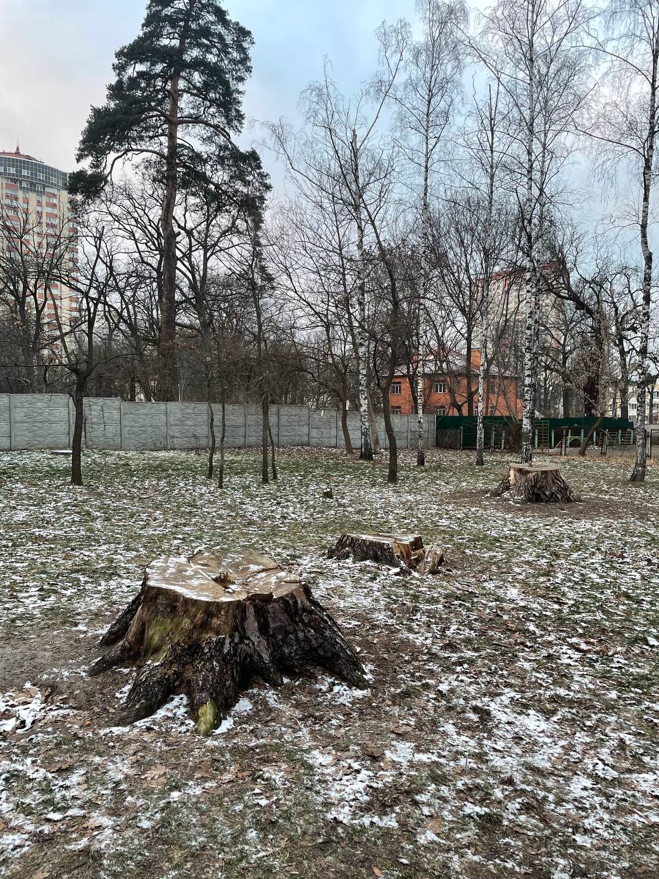 Біля метро "Житомирська" зрізали три найбільші сосни Києва.
