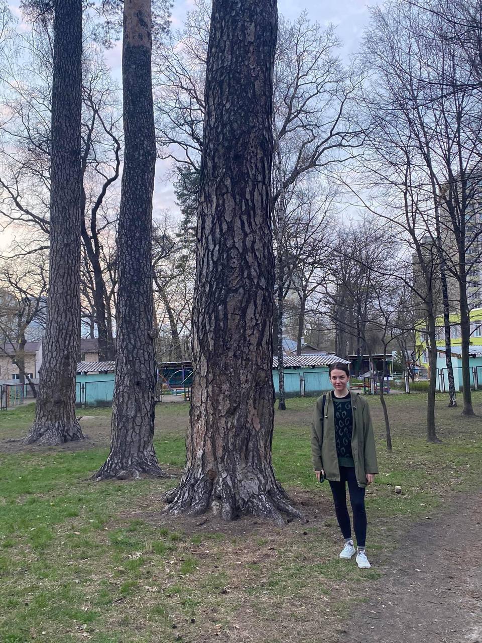 Біля метро "Житомирська" зрізали три найбільші сосни Києва.