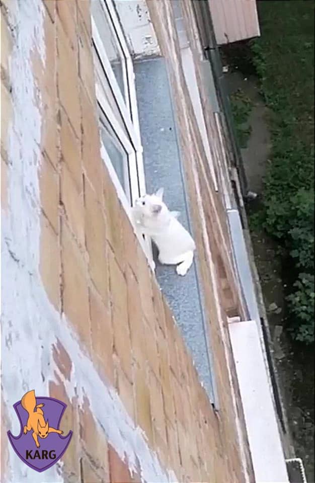 На Нивках врятували кота, що застряг у вікні 4-го поверху.