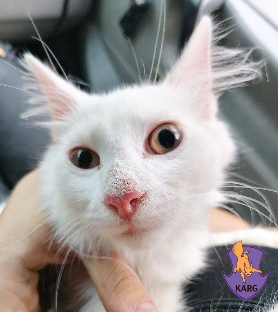 На Нивках врятували кота, що застряг у вікні 4-го поверху.