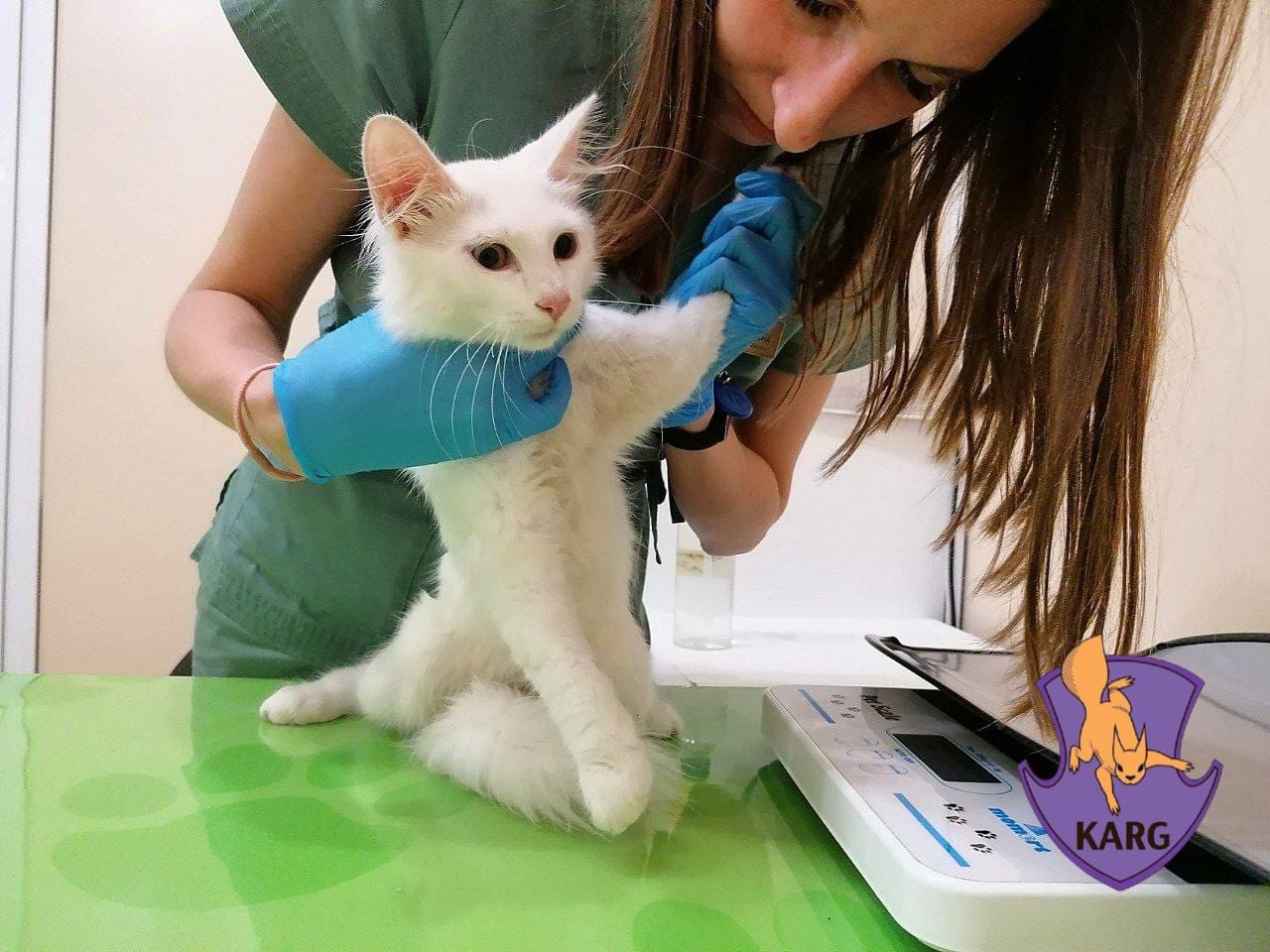 На Нивках врятували кота, що застряг у вікні 4-го поверху.