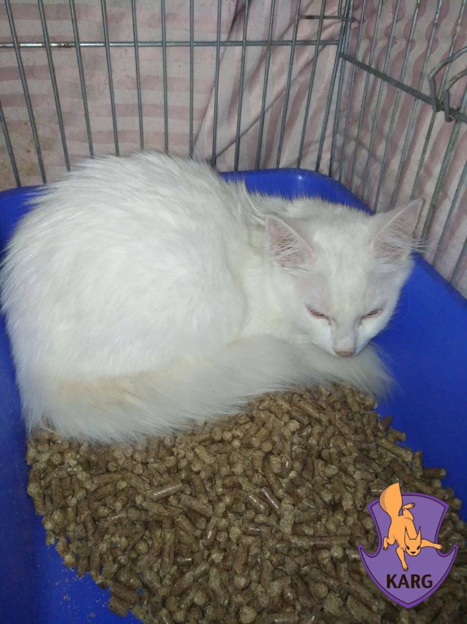 На Нивках врятували кота, що застряг у вікні 4-го поверху.